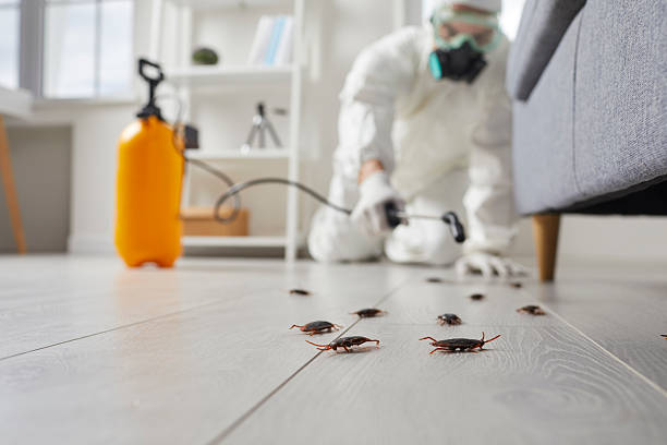 Post-Treatment Bed Bug Interceptor Monitoring in Aledo